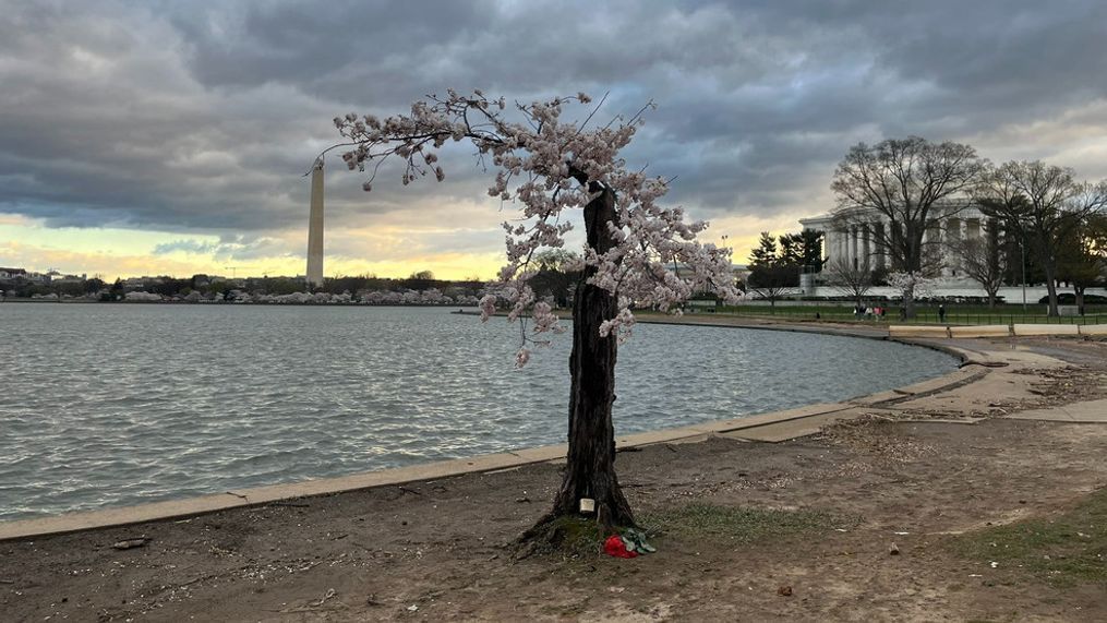 A Tuesday, March 19, 2024, photo of flowers and a bottle of whiskey left at the base of Stumpy the cherry tree. (Joy Wang/7News)