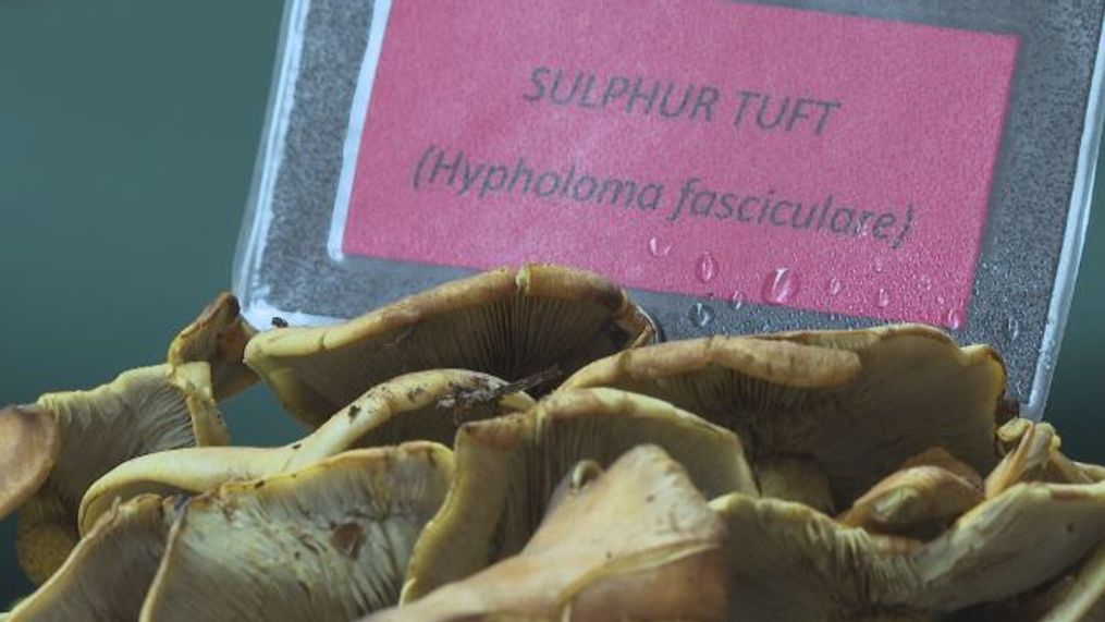 Mushrooms at the 2023 Yakima Valley Mushroom Society show on Sunday, Oct. 22, 2023. (KIMA)