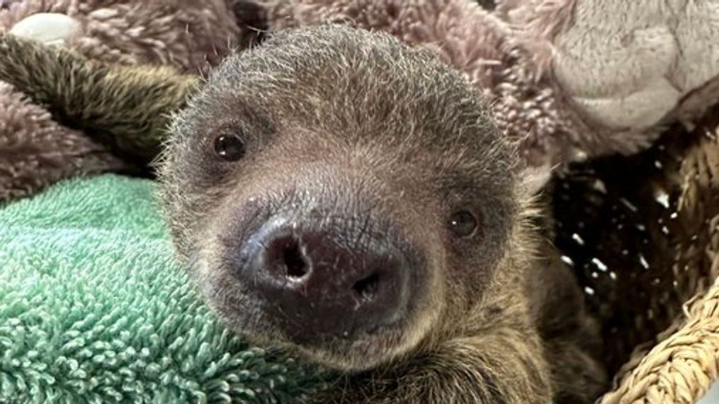 Roger William's Park Zoo in Providence, R.I. announced the birth of a baby sloth on Wednesday, Aug. 9, 2023. (Photo: Roger William's Park Zoo)