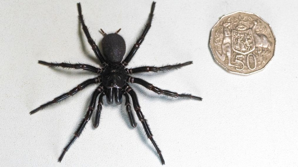 FILE - In this Dec. 10, 2023 photo supplied by the Australian Reptile Park, a male specimen of the Sydney funnel-web spider, the world's most poisonous arachnid, has been found and donated to the Australian Reptile Park, north of Sydney.{ } (Caitlin Vine/Australian Reptile Park via AP)