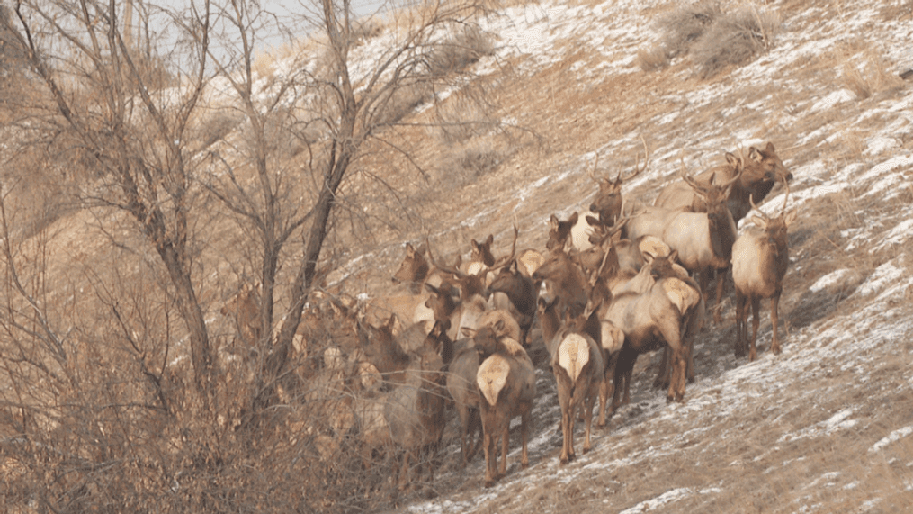 The Utah Highway Patrol closed the right lane of westbound I-80 near the mouth of Parley's Canyon in Salt Lake City on Thursday, Jan. 26, 2023, after a herd of elk managed to strand itself on a strip of land ear the road and was making its way into the city while traveling dangerously close to the highway. (Photo: Rheo Velarde)