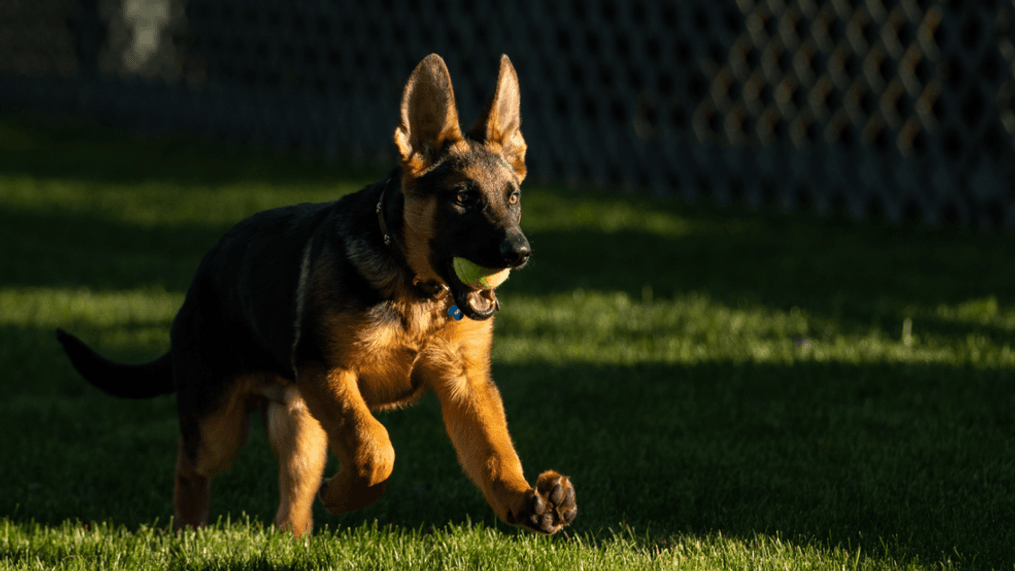 President Joe Biden introduced the first family's newest pet, Commander, Monday. (@POTUS Twitter){&nbsp;}