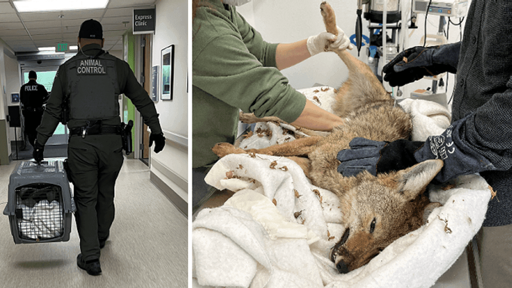 An animal control officer carried the captured coyote down a hospital hallway and she got medical care at a separate facility, Feb. 7, 2023. (Center Valley Animal Rescue)