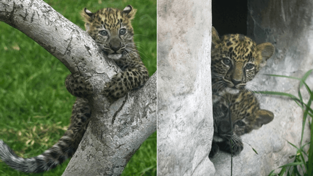 One leopard cub (left) climbs a tree, while two leopard cubs peer from behind a wall in their enclosure, Wednesday, Oct. 4, 2023. (AP Photo/Martin Mejia)