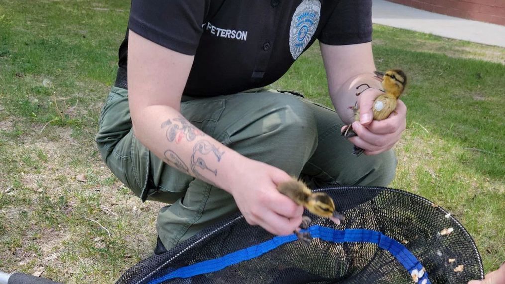 Animal Service Officers hoist two ducklings out from storm drain on May 19, 2023. (Photo: Ogden Police Department)