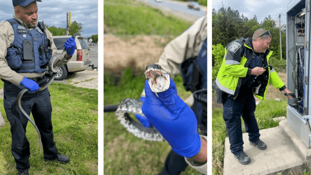 Snake causes power outage at Virginia intersection (Prince William County Police)