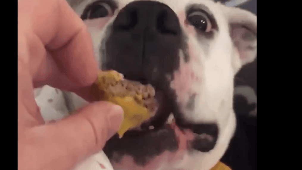 Dog loves cheeseburgers (Friends of the Cuyahoga County Animal Shelter/Facebook)