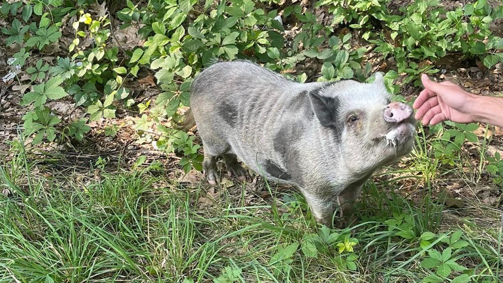 Gilbert the pig was spotted on the side of the road Monday and sheriff's deputies stayed with him until he was reunited with his owner. (Photo courtesy of Rensselaer County Sherriff's Office)