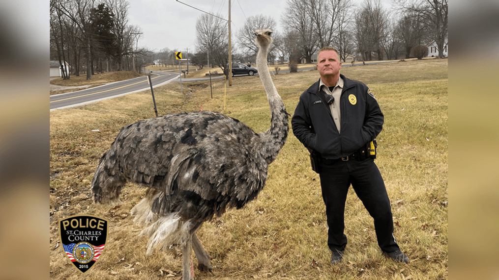 A St. Charles County officer poses with Clyde the Ostrich after Clyde was found taking an unsupervised walk through a Missouri neighborhood. (St. Charles County Police Department)