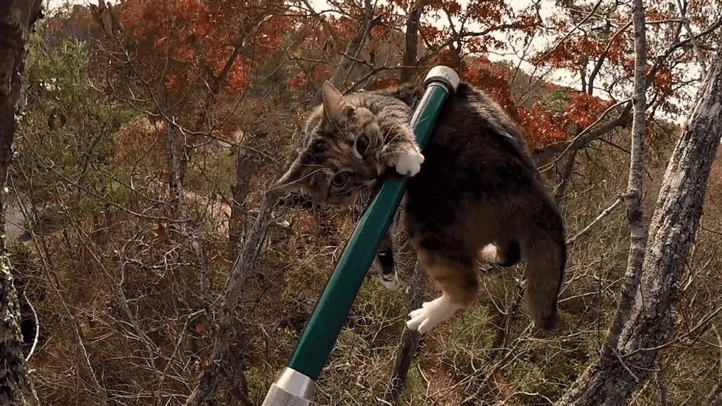 November 2023 - Retired Air Force colonel Spencer Cocanour offers free help through Asheville Tree-Top Cat Rescue, rescuing cats from trees. He went from working special operations and personal recovery with planes and pilots to personal recovery of cats. (Photo credit: Asheville Tree-Top Cat Rescue)