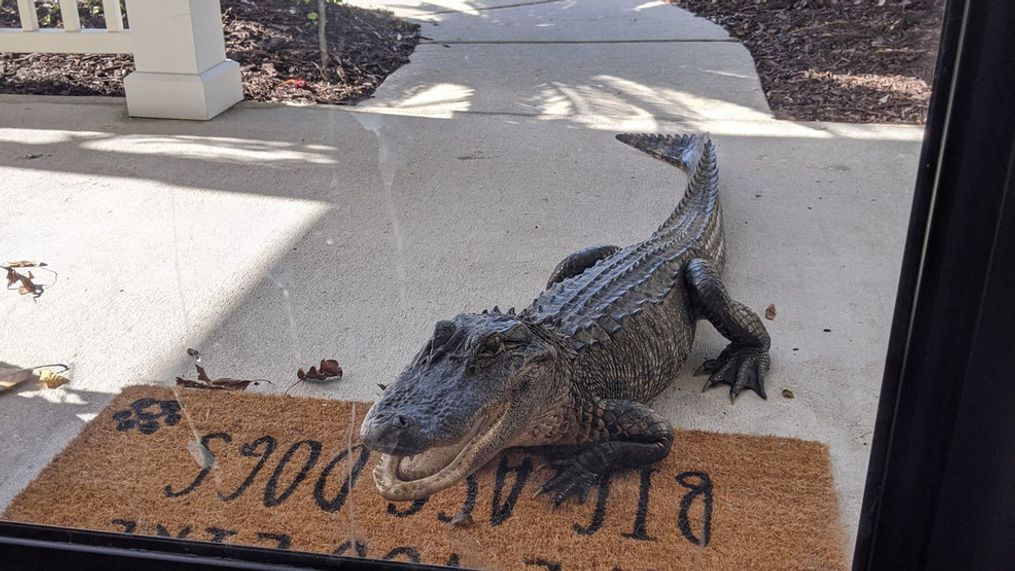 {p}It's not quite the holiday season, but one West Ashley woman already had a wild houseguest at her front door! (Photo:{&nbsp;}Robyn Schnessel){/p}