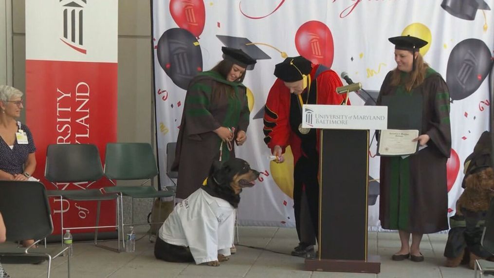 Several therapy dogs, including Dogtor Loki, earned their "dogrees" on Tuesday, June 13, 2023, from the University of Maryland, Baltimore. (7News)