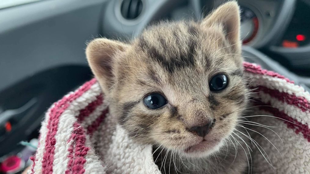 An 8-month-old Asheville kitten named Duncan, who was born with severely twisted back legs, is purring again after a double leg surgery gave him the promise of a better life. (Photo credit: Esther Neonatal Kitten Alliance)