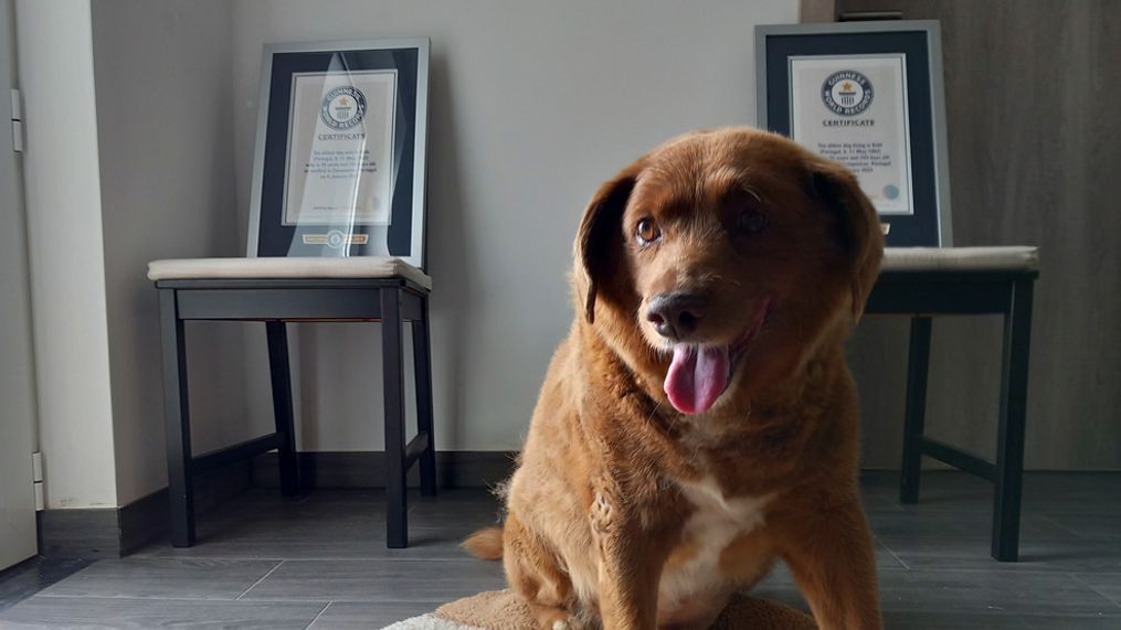 FILE - Bobi, a purebred Rafeiro do Alentejo Portuguese dog, poses for a photo with his Guinness World Record certificates for the oldest dog, at his home in Conqueiros, central Portugal, May 20, 2023.{&nbsp;} (AP Photo/Jorge Jeronimo, File)