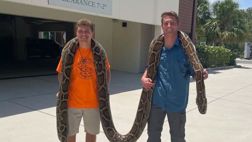 19-foot, 125 lb. python is largest ever caught in Florida{&nbsp;}(Conservancy of Southwest Florida)