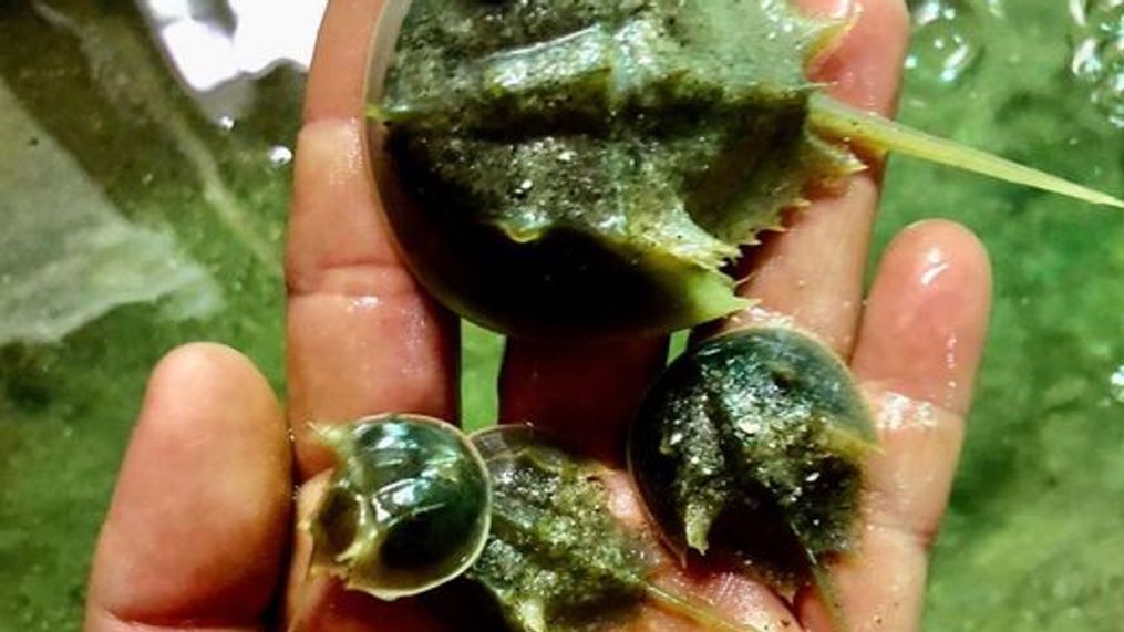 A marine science center in Georgia saw some out-of-the-ordinary horseshoe crabs hatch from their eggs on Tuesday. (Credit: Tybee Island Marine Science Center/Facebook)