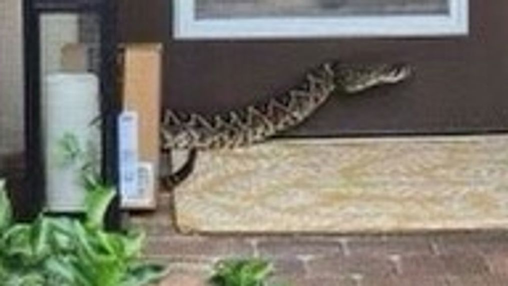 While delivering a package, an Amazon worker was bit by a highly venomous snake. An eastern diamondback rattlesnake was caught. (MCSO)