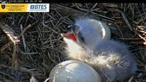 Image for story: First ETSU eaglet of the season hatches in Bluff City