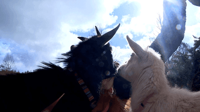 Image for story: Christmas trees get second life as treats for rescue goats