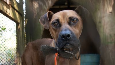 Image for story: Over 20 people arrested, 305 dogs rescued in largest SC dog fighting operation  