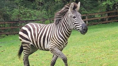 Image for story: Former rodeo bullfighter and horse trainer couple wrangle lost zebra back to her owner