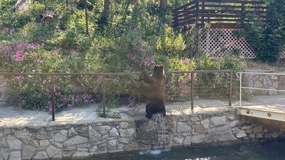 Image for story: Bear-y hot summer: Bears take a dip for a cool escape in California