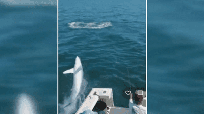 Image for story: 'I just held my breath': Video shows shark jumping into charter boat