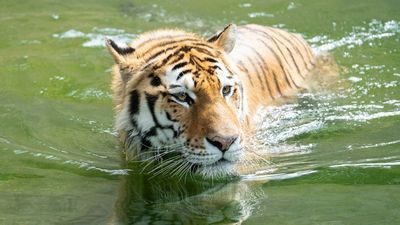 Image for story: New tiger at the National Zoo may bring 1st cubs in 73 years through rare breeding program