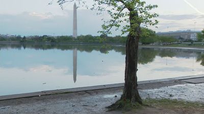 Image for story: Stumpy the tree quietly cut down as DC's Tidal Basin seawall renovation work underway