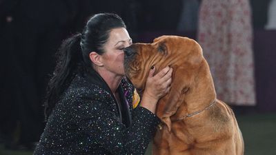 Image for story: PHOTOS: See highlights from the final drizzly day of the Westminster Kennel Club Dog Show