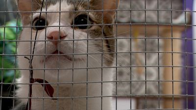 Image for story: Non-profit 'Whiskers' in Utah dedicated to giving high-risk cats a second chance