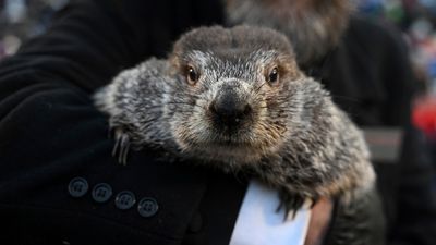 Image for story: PETA suggests 'weather reveal' cake for Groundhog Day to retire Punxsutawney Phil