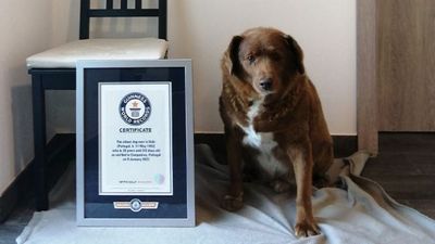 Image for story: 'World's oldest dog' title suspended by Guinness World Records amid investigation