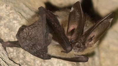 Image for story: Beauty queen of the night: Oregon bat wins beauty contest two years running