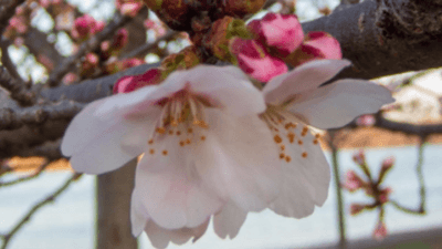 Image for story: PHOTOS | DC's Tidal Basin cherry blossoms on stage 5: Tracking the bloom