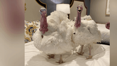 Image for story: Meet Chocolate and Chip: Biden pardons turkeys in annual tradition