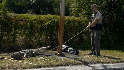 Image for story: People chased by alligator at Florida Wendy's