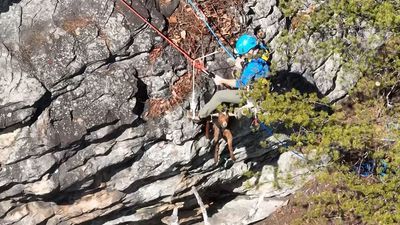 Image for story: Cliffhanger: Tennessee crews get their goats in rocky ridgeside rescue