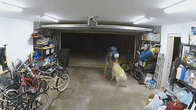 Image for story: Caught on video: Bike thief takes a break to cuddle with family dog