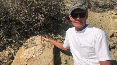 Image for story: Utah boater finds fossilized 'fish-lizard' at Flaming Gorge