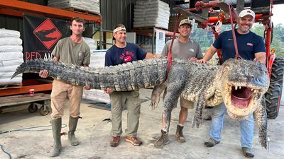 Image for story: Mississippi hunters shatter state record with colossal 14-foot alligator catch