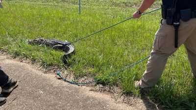 Image for story: Arkansas school resource officer wrangles gator on side of highway