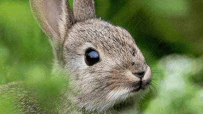 Image for story: Police warn of bunnies going on 'rampant crime sprees' in Texas, chewing Christmas lights