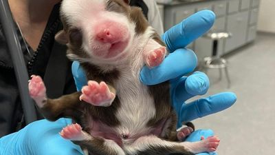 Image for story: First 6-legged dog born alive beating the odds in Oklahoma City, veterinary hospital says