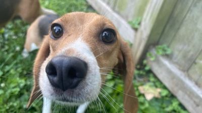 Image for story: 'Mission Accomplished' | Last of 4,000 beagles rescued from Va. breeding facility