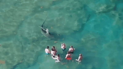 Image for story: A brush with nature: Behemoth shark swims by group, caught on drone video