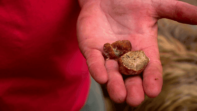 Image for story: Hurry up and wait: Truffle farmer shares process of growing delicacy in mountains of NC