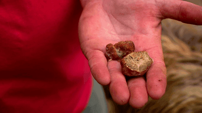 Image for story: Hurry up and wait: Truffle farmer shares process of growing delicacy in mountains of NC