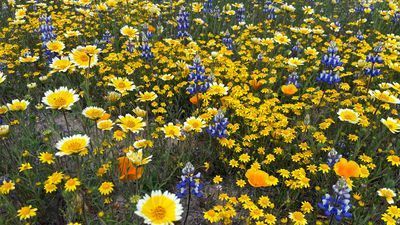 Image for story: California super bloom bursts to life after record-breaking rain levels