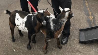 Image for story: Goats running wild! Police officers become temporary shepherds